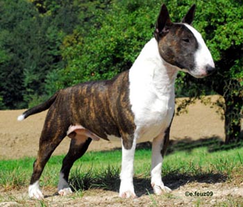 Ch. Dytona VIP